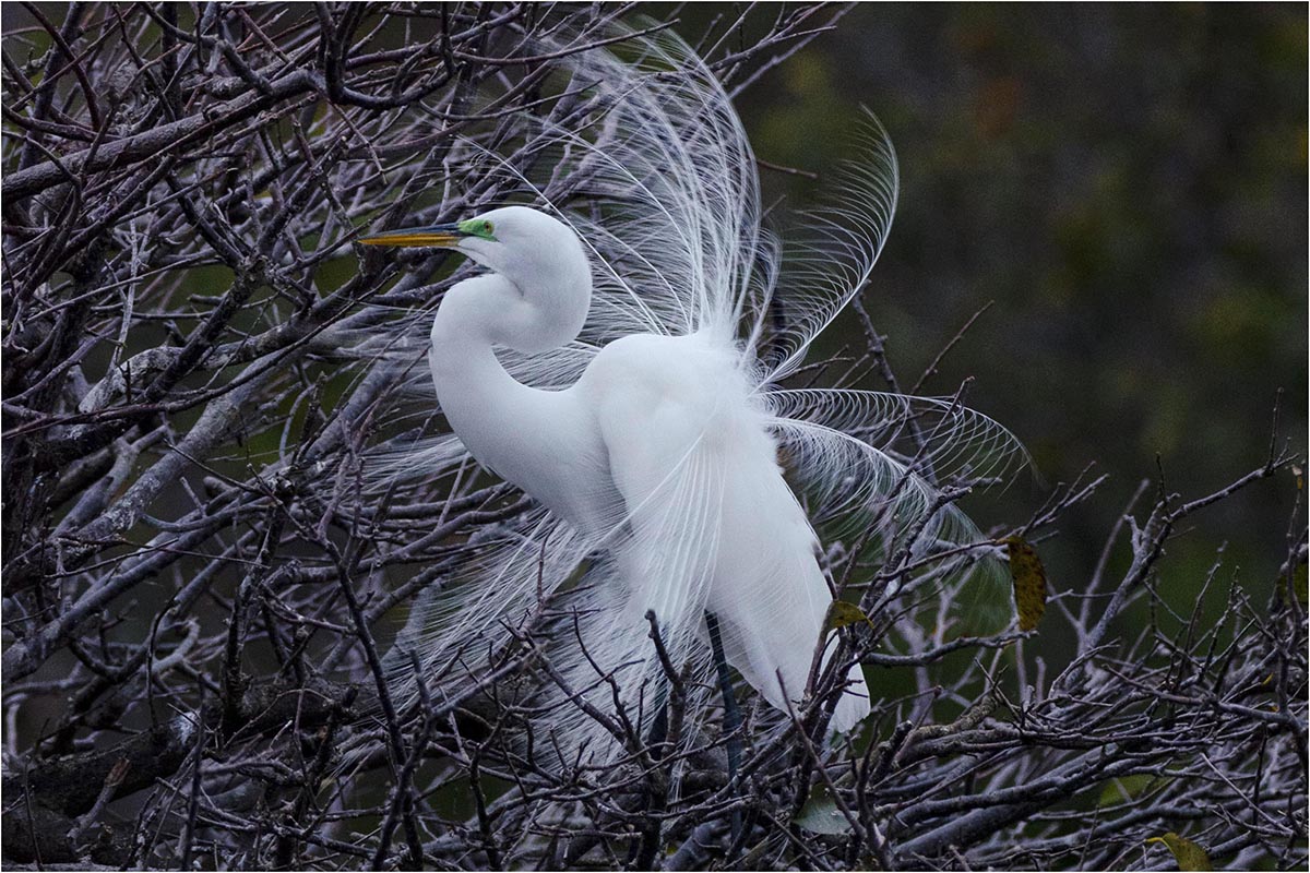Mating Season Finery